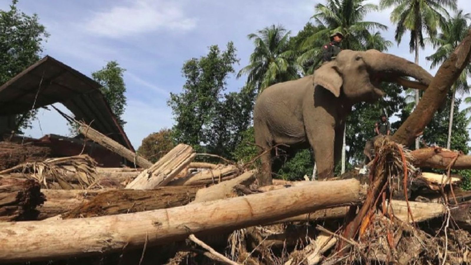 Kritik Terhadap Penggunaan Gajah dalam Penanganan Pascabencana di Aceh