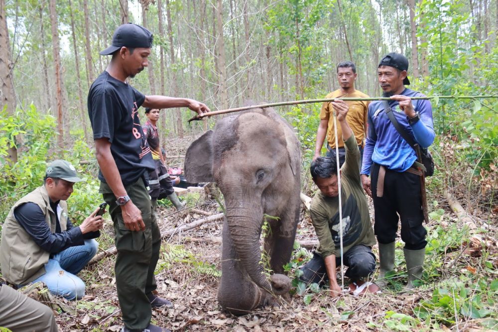Terungkap! Kondisi Mengerikan Anak Gajah yang Ditinggal Rombongan Sebelum Diselamatkan BBKSDA Riau!