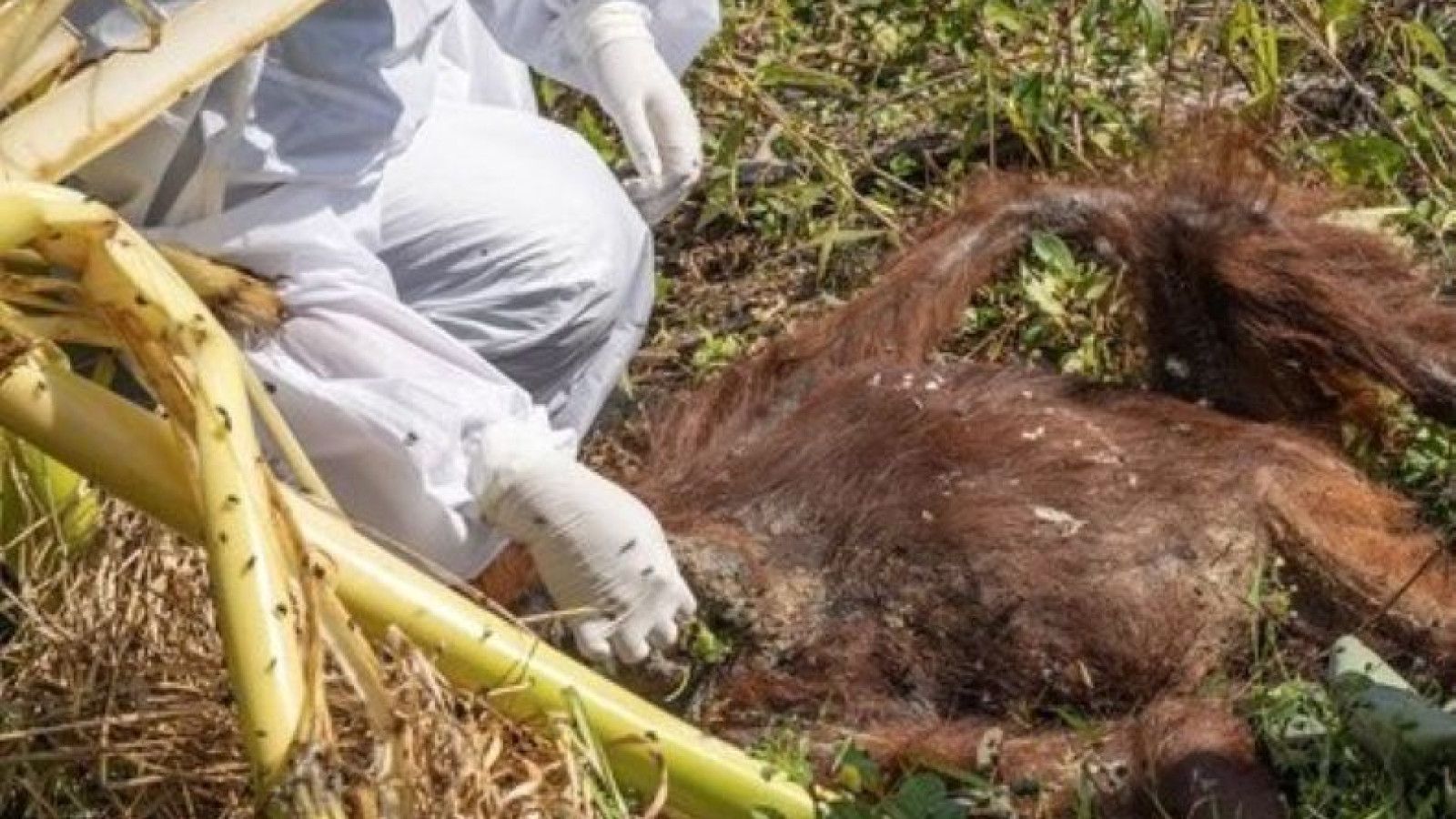 Banjir Bandang Melanda Tapanuli Selatan: Ancaman Serius bagi Orangutan Tapanuli