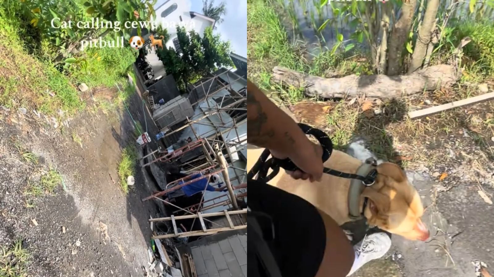 Kena Catcalling, Cewek Ini Bawa Anjing Pitbullnya Datangi Pekerja Proyek yang Diduga Pelaku
