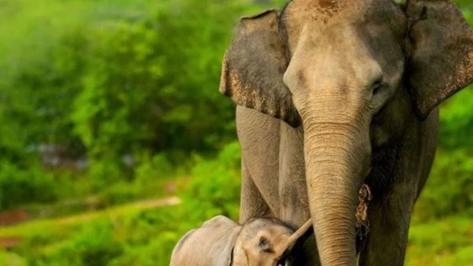Hibah Lahan untuk Perlindungan Gajah di Aceh
