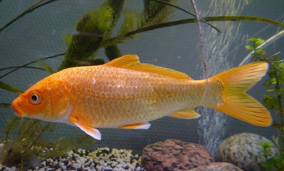 5 Arti Mimpi Ikan Mas Menurut Primbon Jawa, Pertanda Keberuntungan?