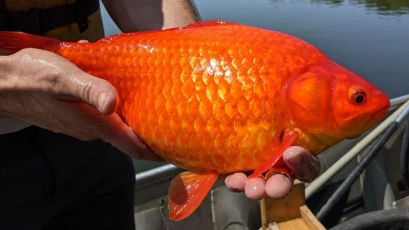 5 Arti Mimpi Ikan Mas Menurut Primbon Jawa, Pertanda Keberuntungan?