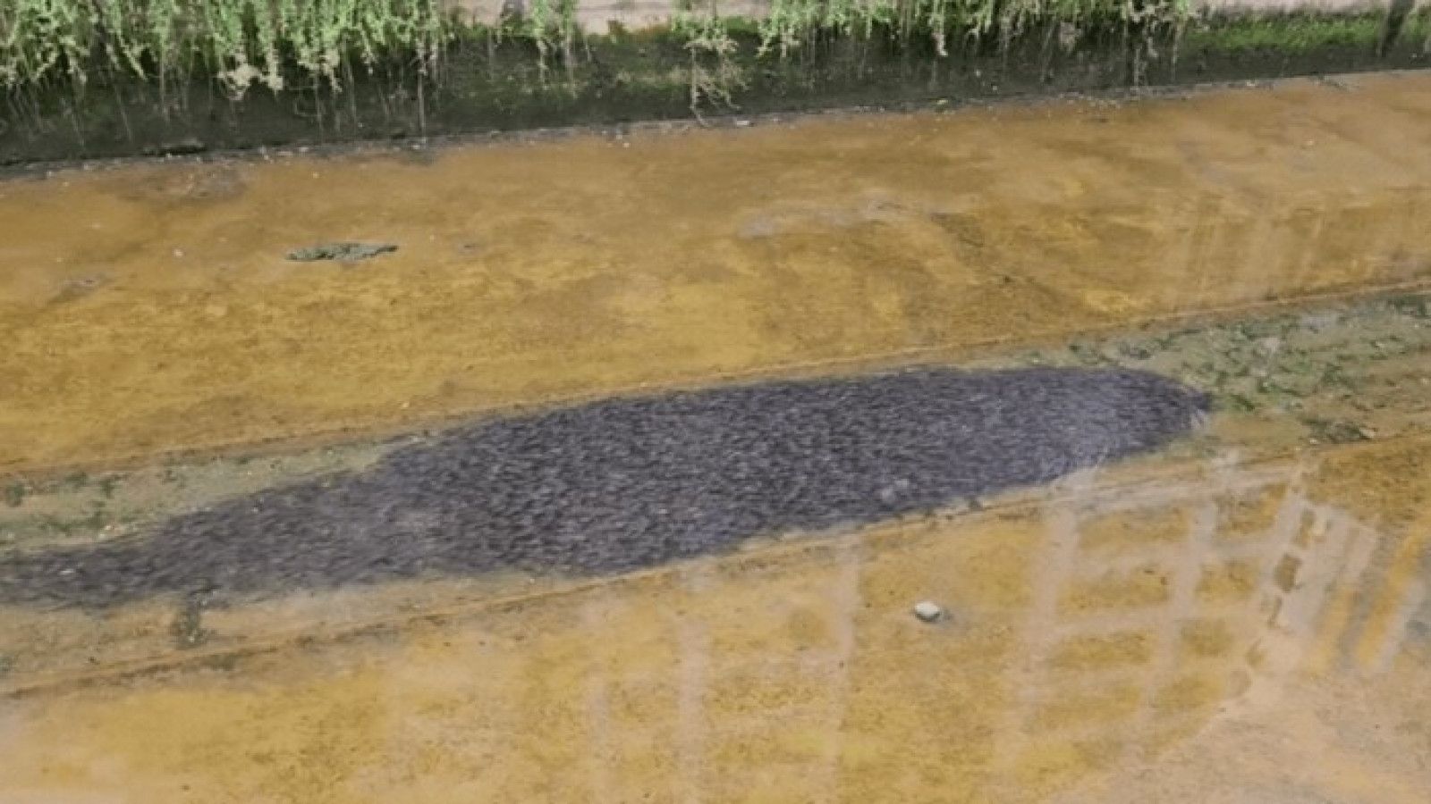 Fenomena Ribuan Ikan Lele di Kanal Canberra, Singapura