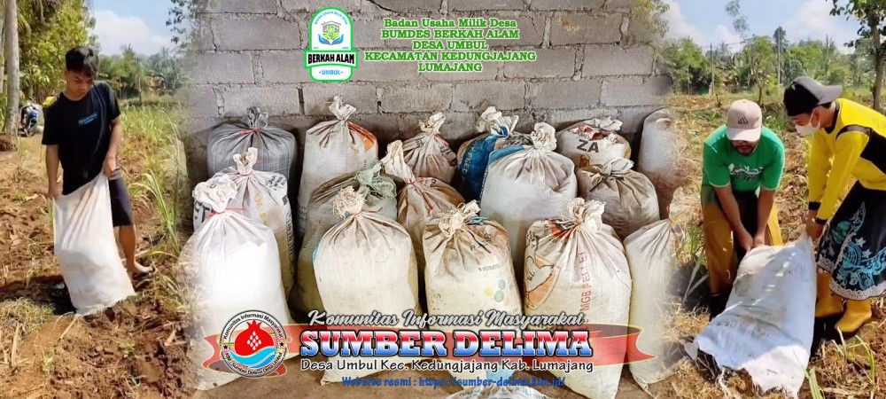 BUMDes Berkah Alam Umbul Manfaatkan Limbah Kandang Ayam Petelur Jadi Pupuk Tebu Bernilai Ekonomis
