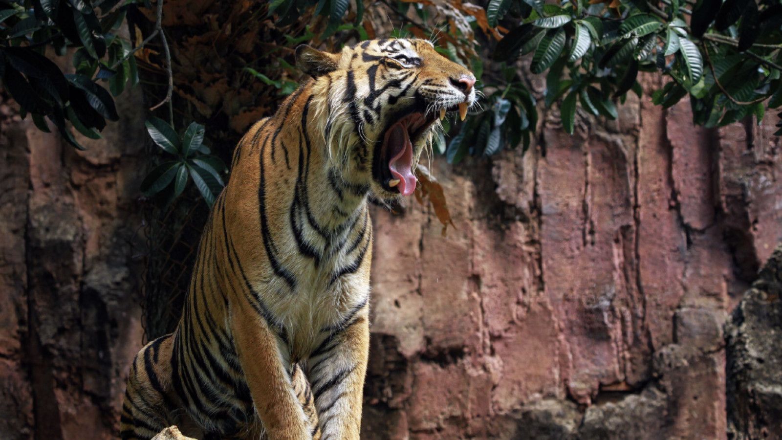 Makna Mendalam di Balik Mimpi Melihat Harimau Masuk ke Rumah