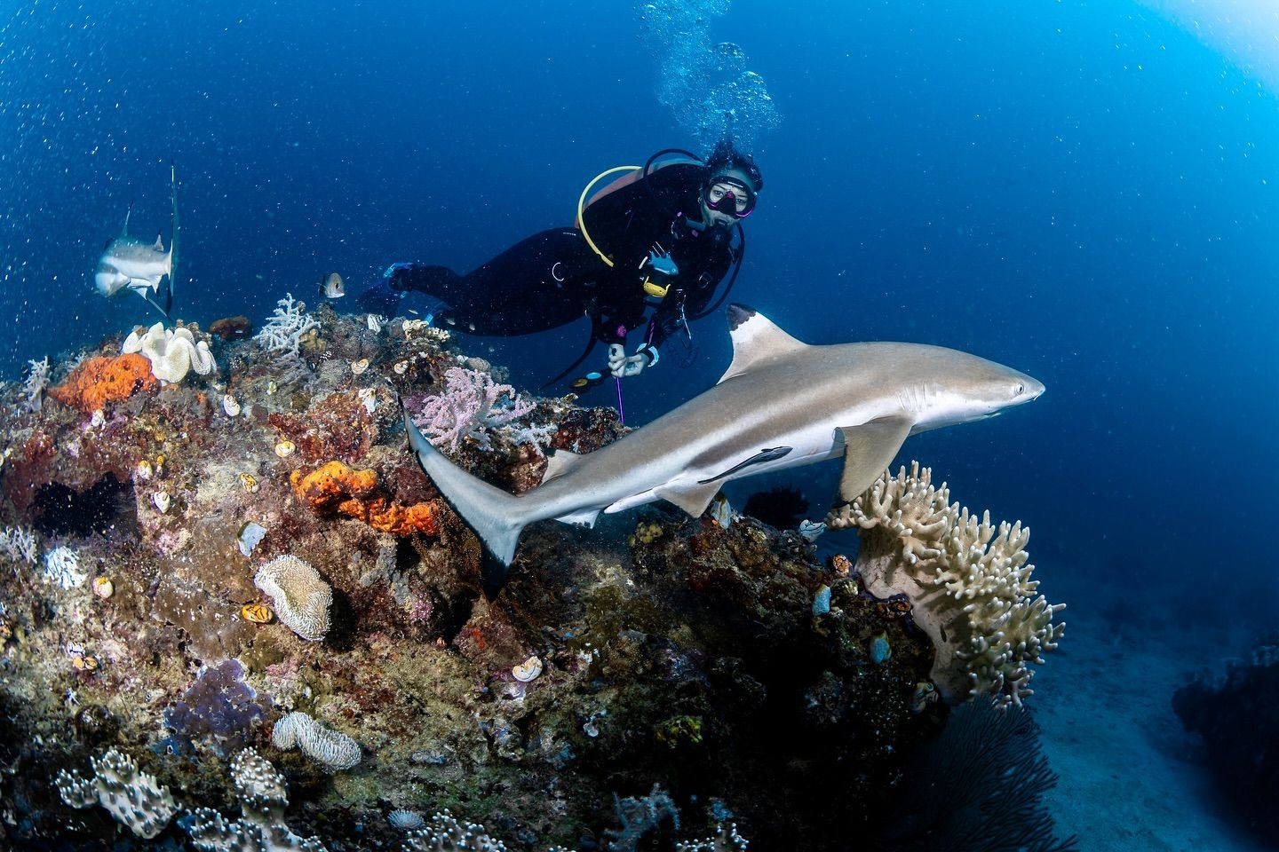 Kemenpar Rilis Wonderful Indonesia Diving Directory , Panduan Lengkap Wisata Selam Nusantara