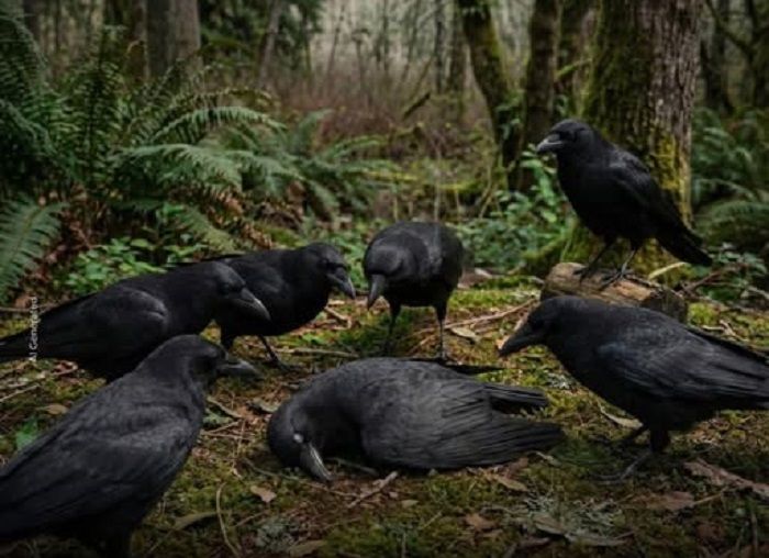 Gagak Disebut Detektif Pembunuhan di Dunia Burung, Menyelidiki TKP Sesamanya yang Tewas