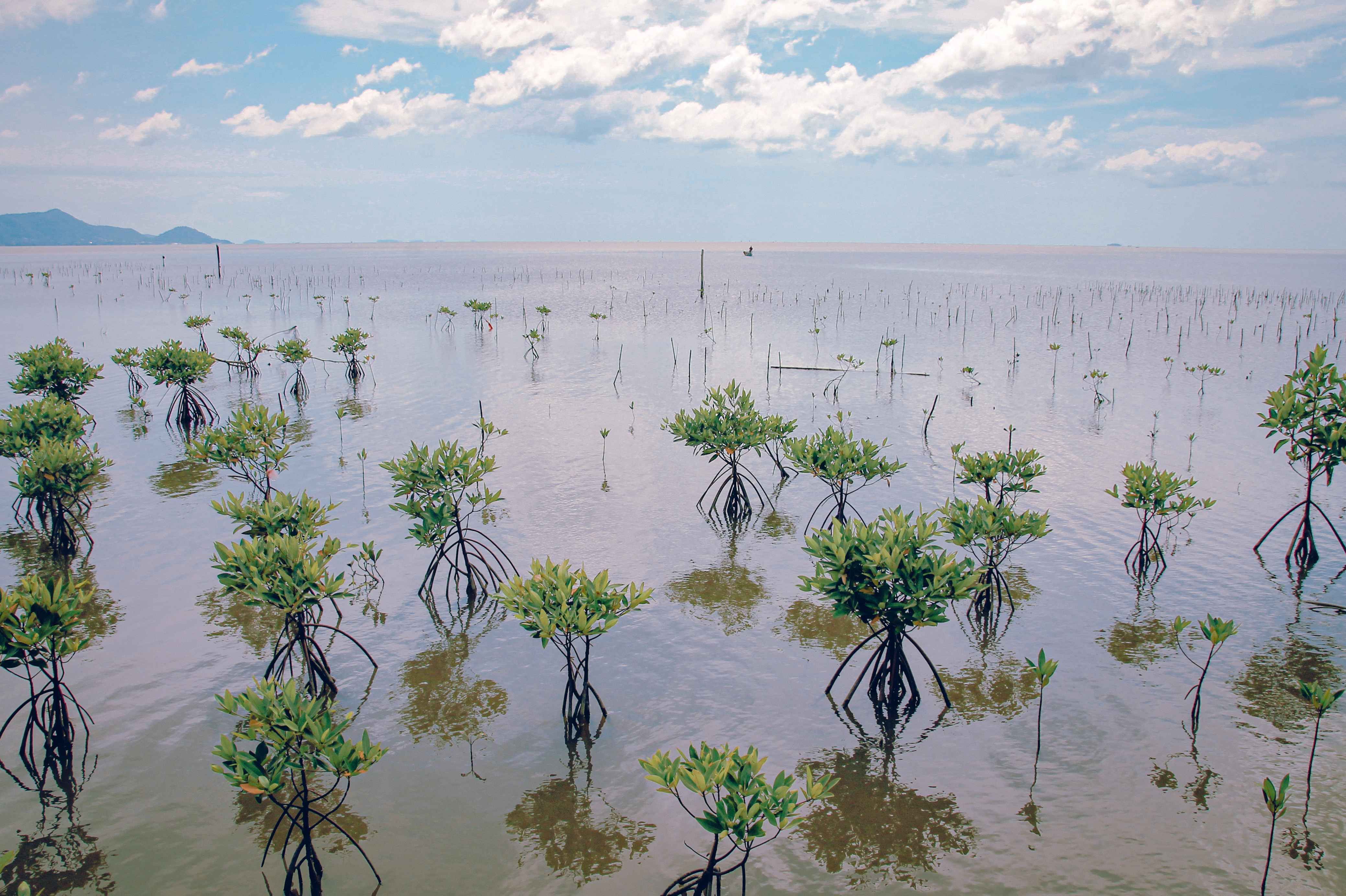 Mangrove Sulawesi Masih Kuat, Sultra Jadi Benteng Terluas Pesisir Timur Indonesia