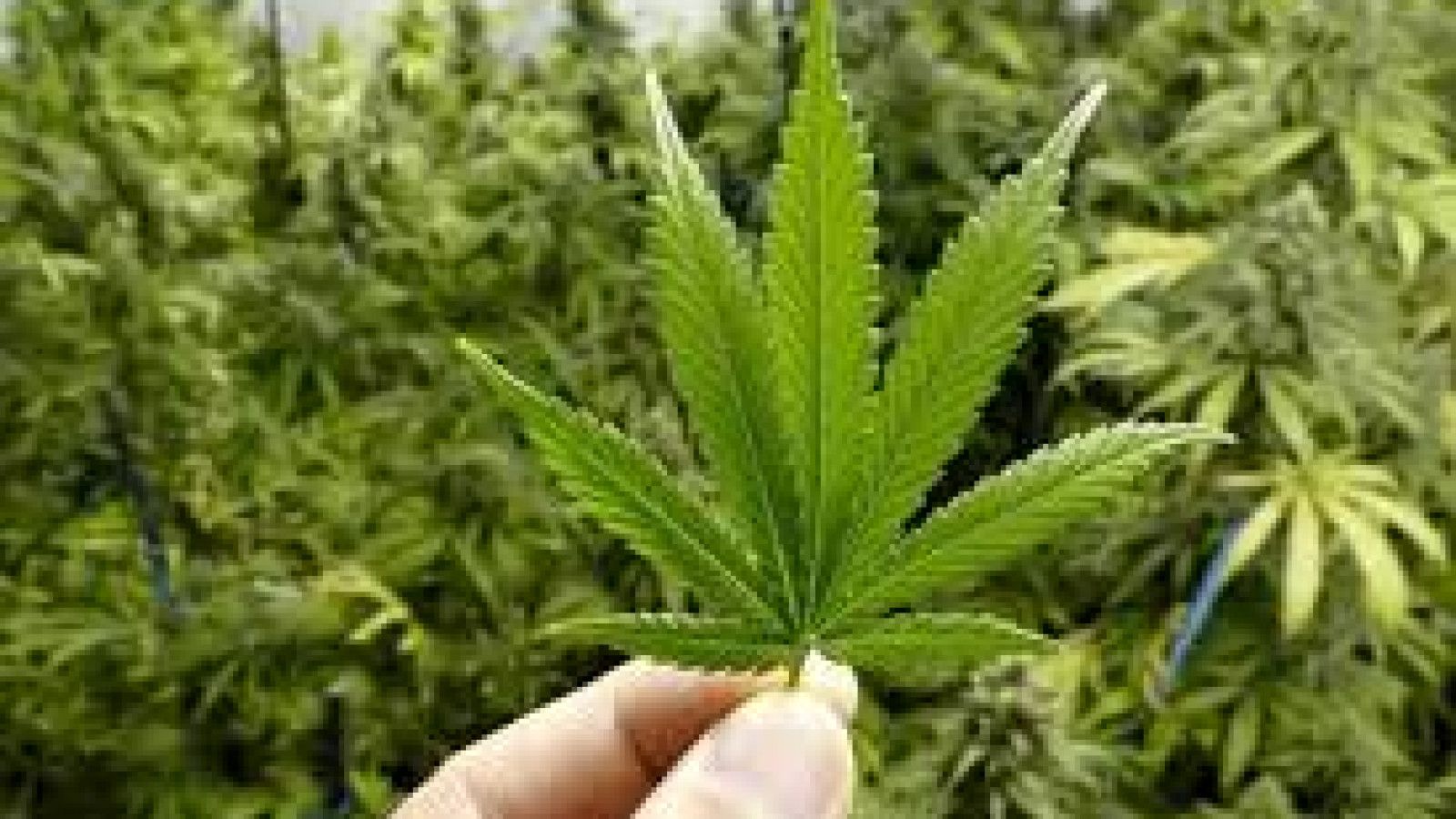 Trump Resmikan Perintah Baru: Ganja Kembali Dikaji untuk Terapi Medis