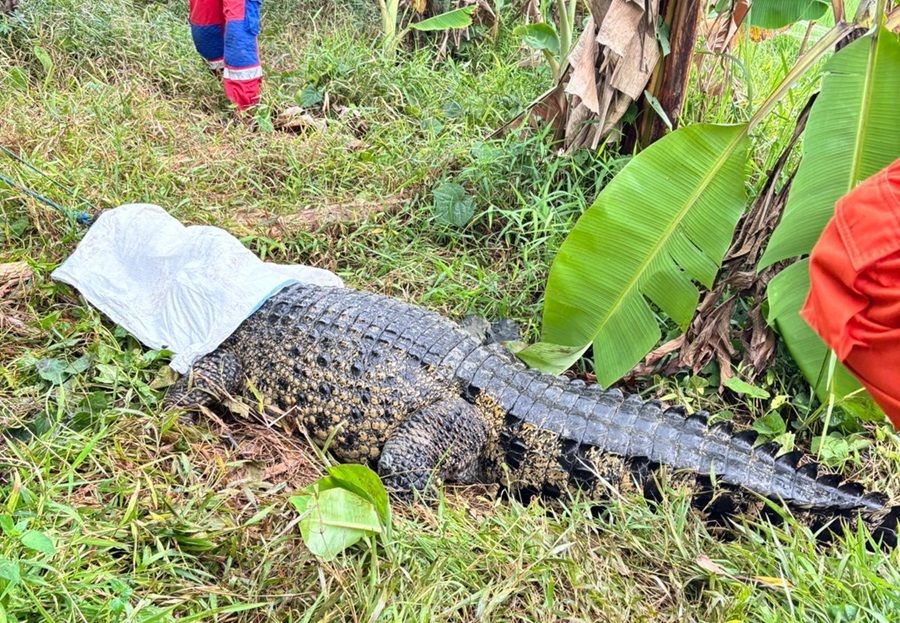 Cerita Damkar Kesulitan Evakuasi Buaya Besar di Kota Bekasi, Prosesnya Sampai 2 Jam!