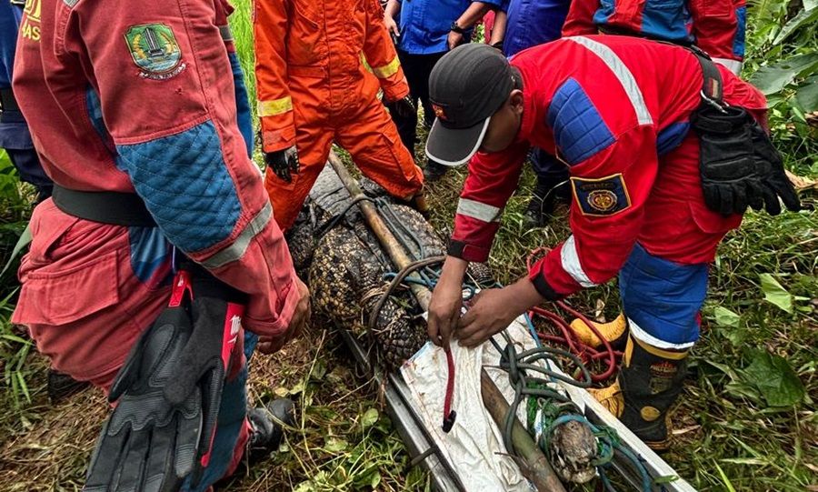 Cerita Damkar Kesulitan Evakuasi Buaya Besar di Kota Bekasi, Prosesnya Sampai 2 Jam!