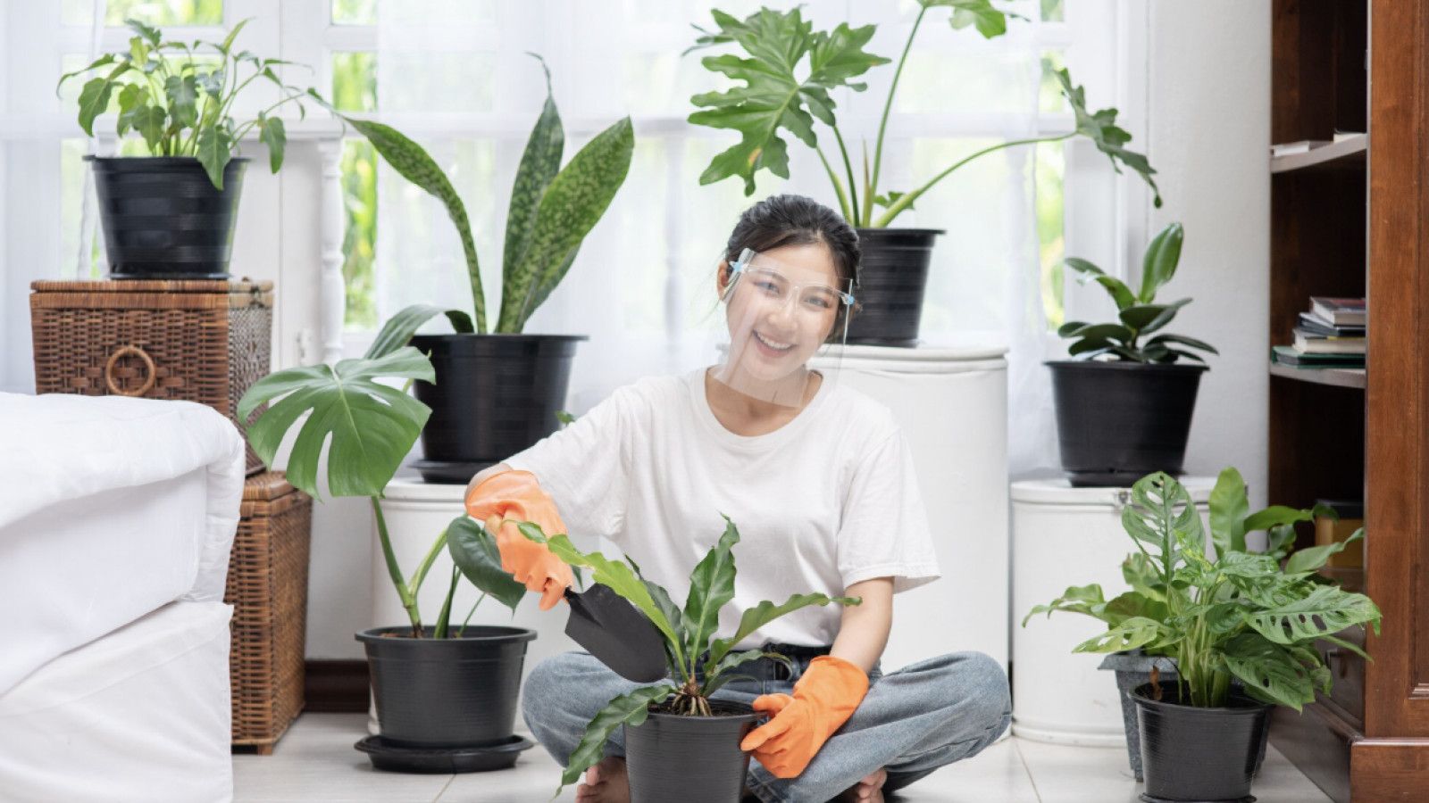 Jenis Tanaman Indoor dan Panduan Perawatannya di Rumah