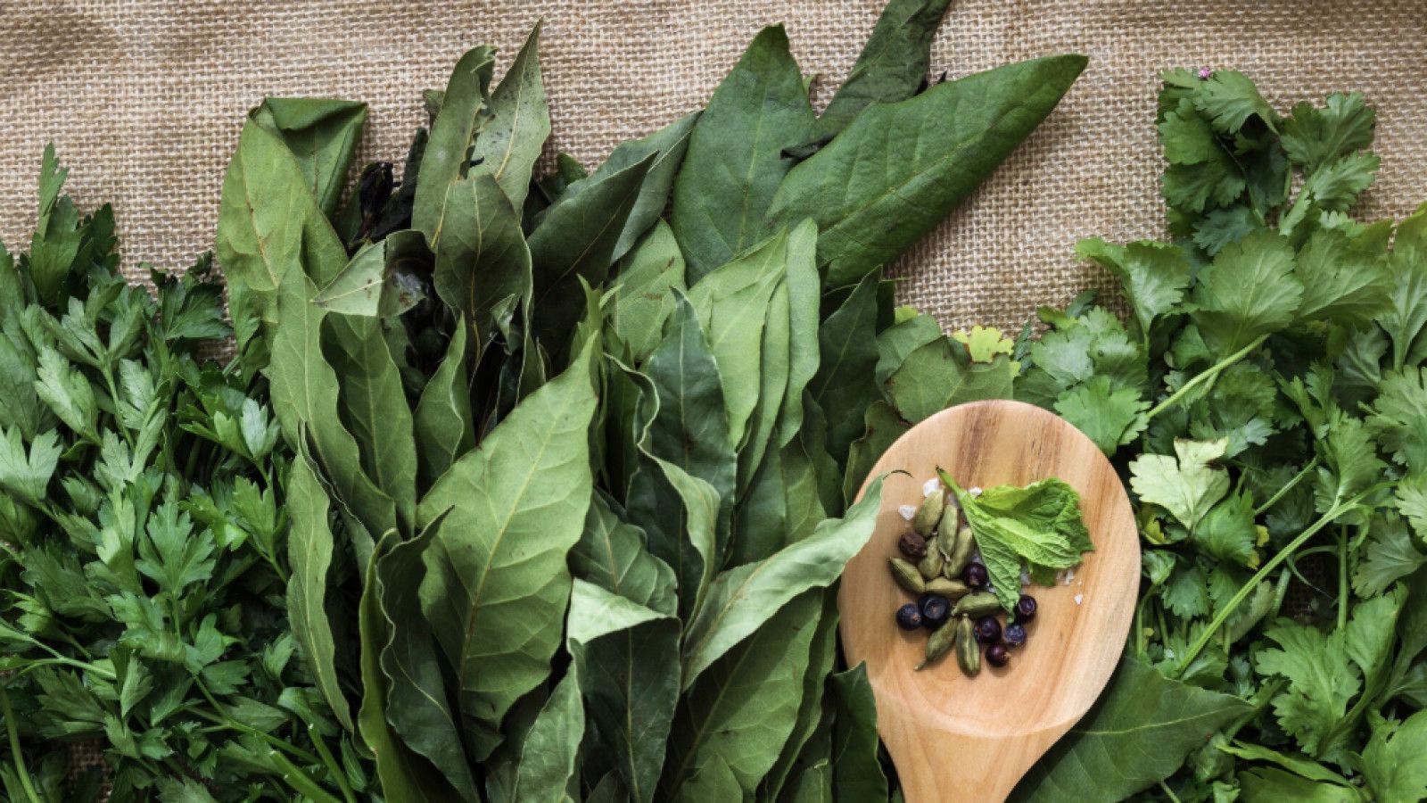 Panduan Menanam dan Merawat Tanaman Herbal di Lingkungan Rumah
