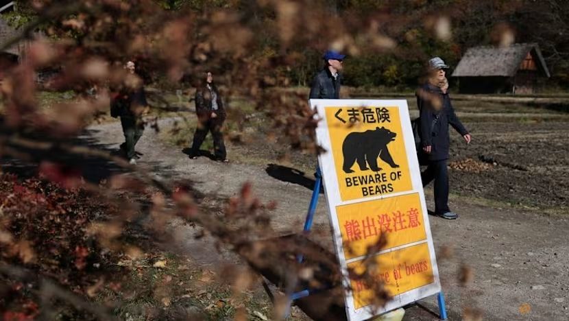 Jepang Hadapi Rekor Serangan Beruang Tertinggi, Korban Jiwa Terus Bertambah