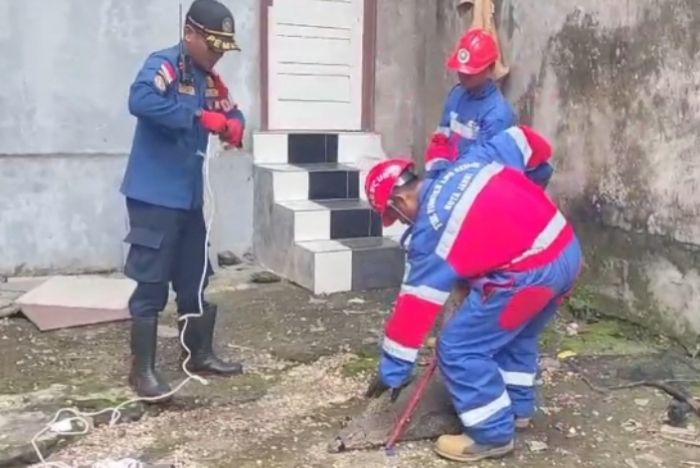 Biawak 40 Kilogram Dievakuasi Damkar dari Permukiman Warga Kota Jambi