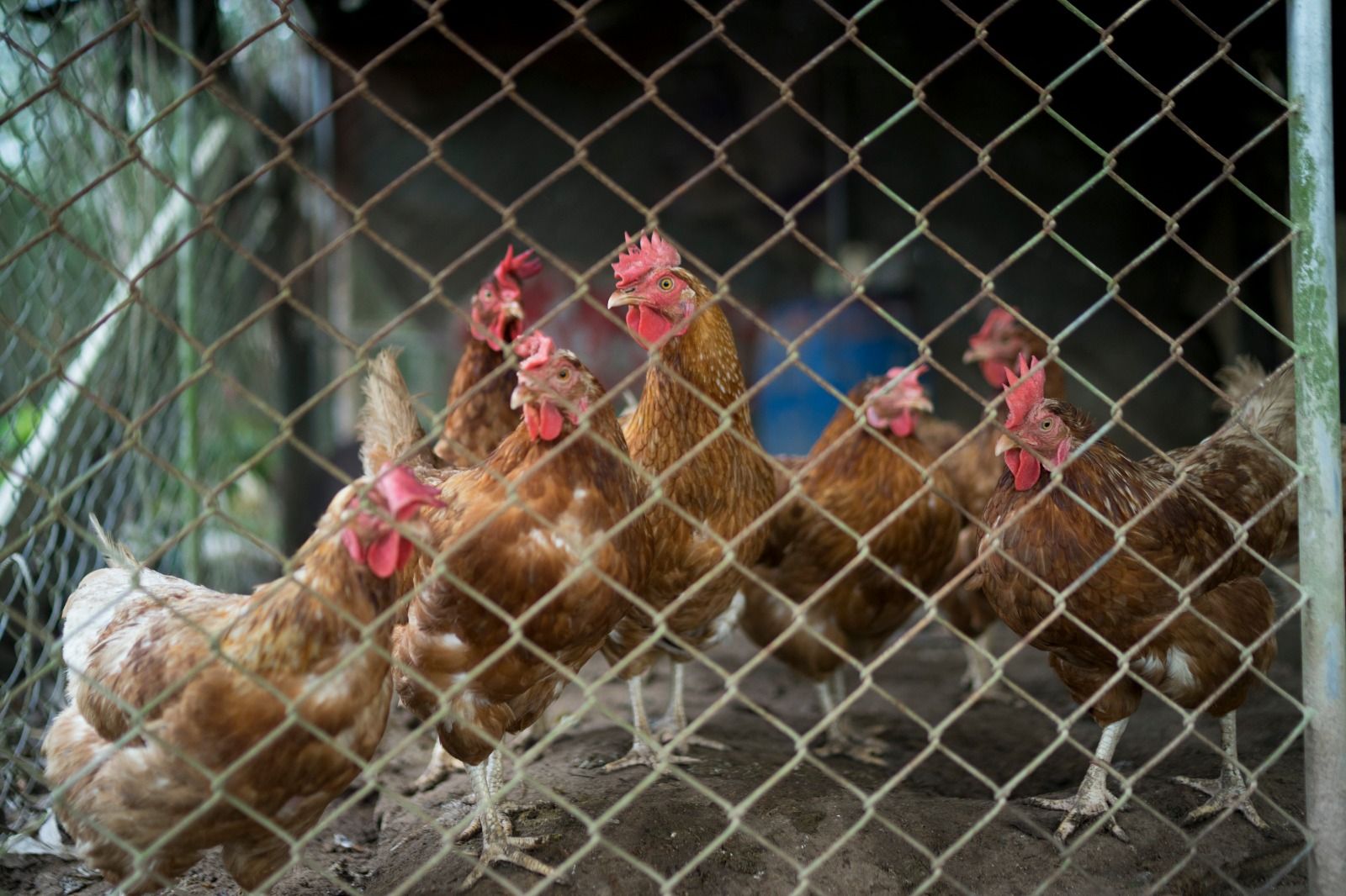 Asia Cage-Free Tracker 2025: Transparansi Perusahaan Jadi Tantangan Utama Transisi Telur Bebas Sangkar
