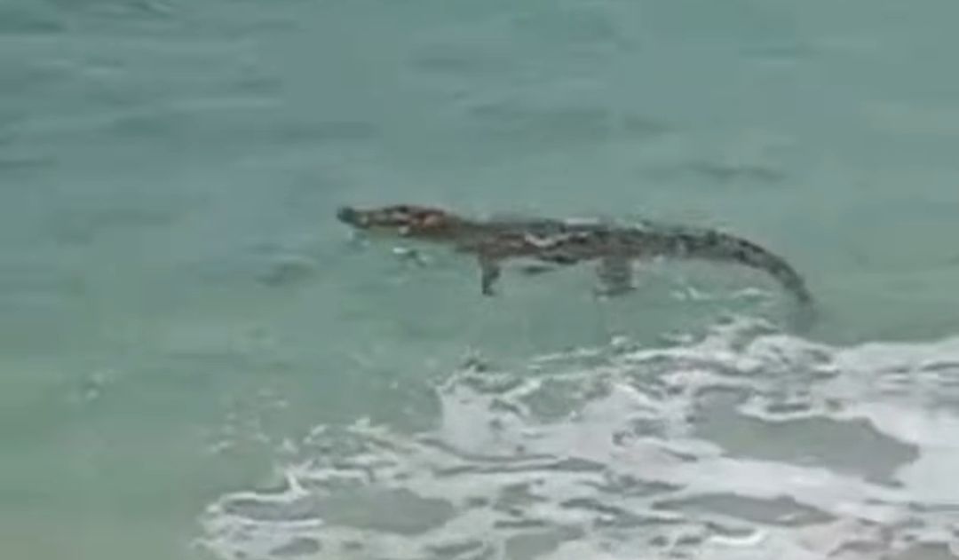 Buaya Muncul di Pantai Pasir Panjang Malang, Wisatawan Diminta Waspada