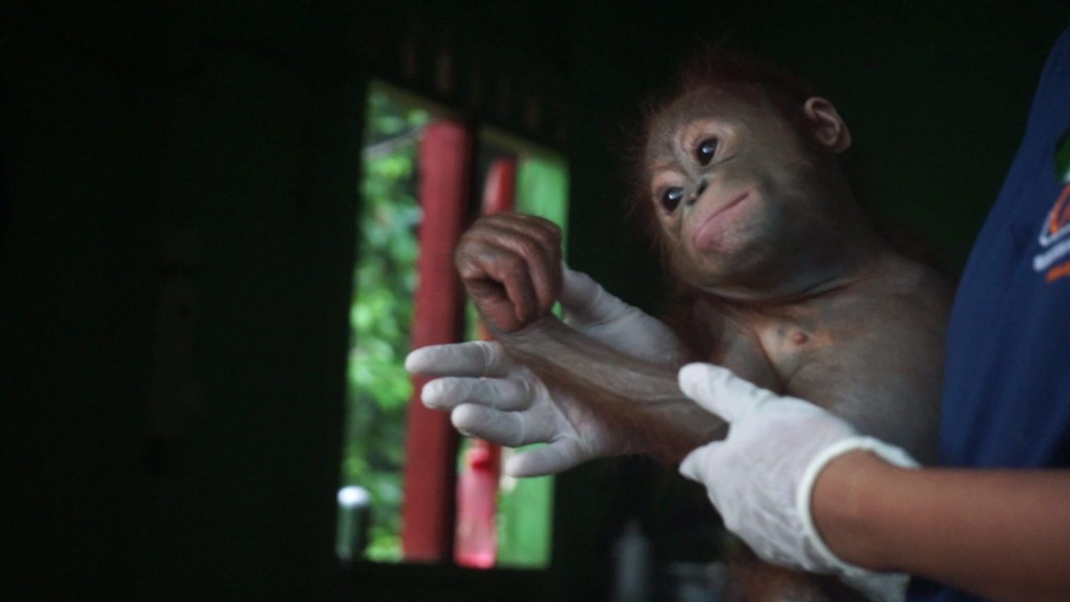 Terpisah dari Induk, Bayi Hannes di Berau Sudah Punya Insting Survival Kuat