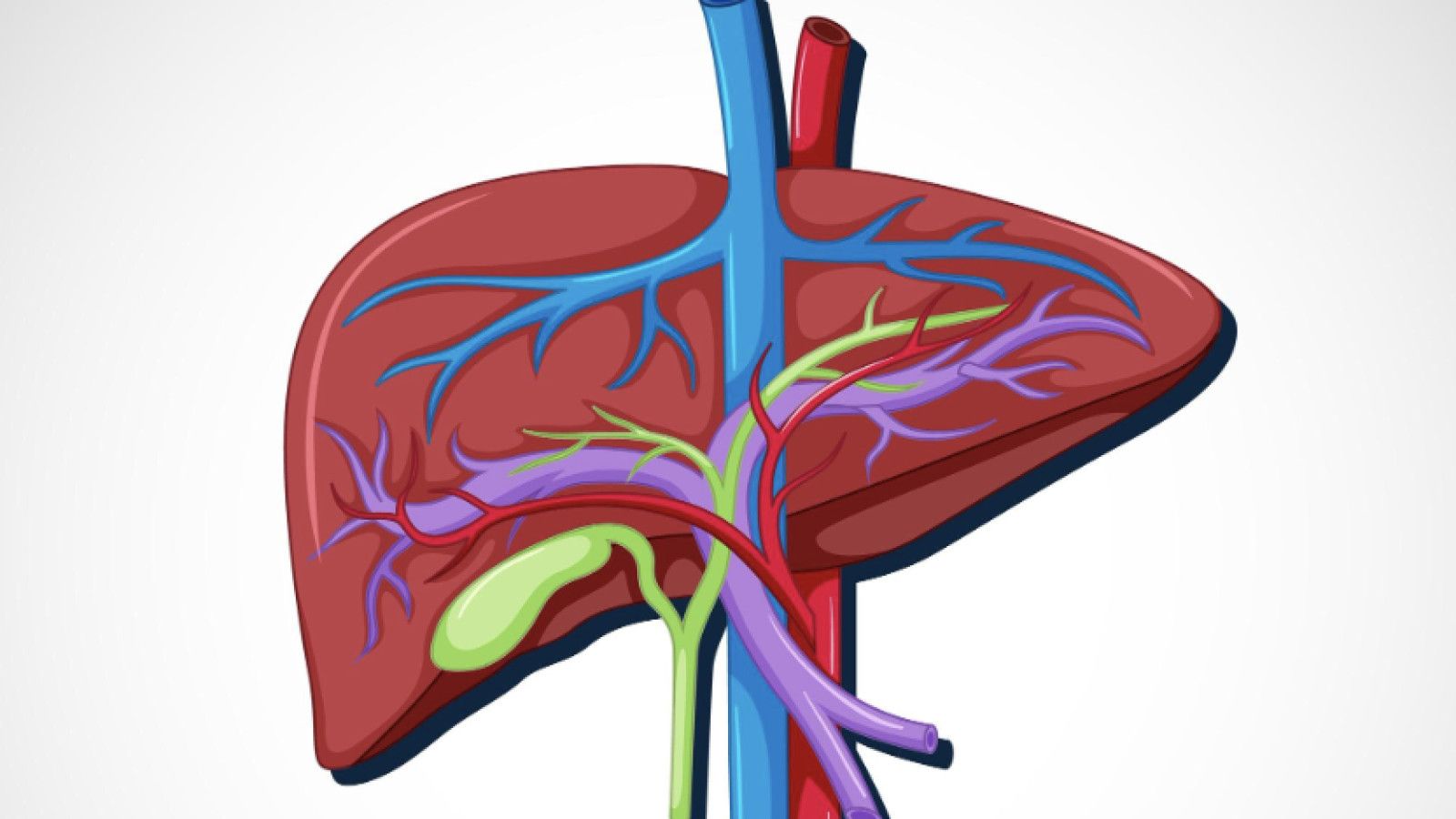 Risiko Kesehatan Liver Akibat Konsumsi Makanan Berlemak