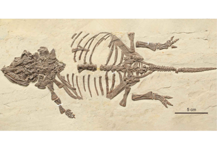 Ilmuwan China Temukan Bayi Dinosaurus Berlapis Baja Pertama di Dunia