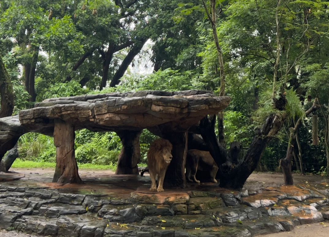 Liburan Lebih Hidup di Taman Safari Prigen