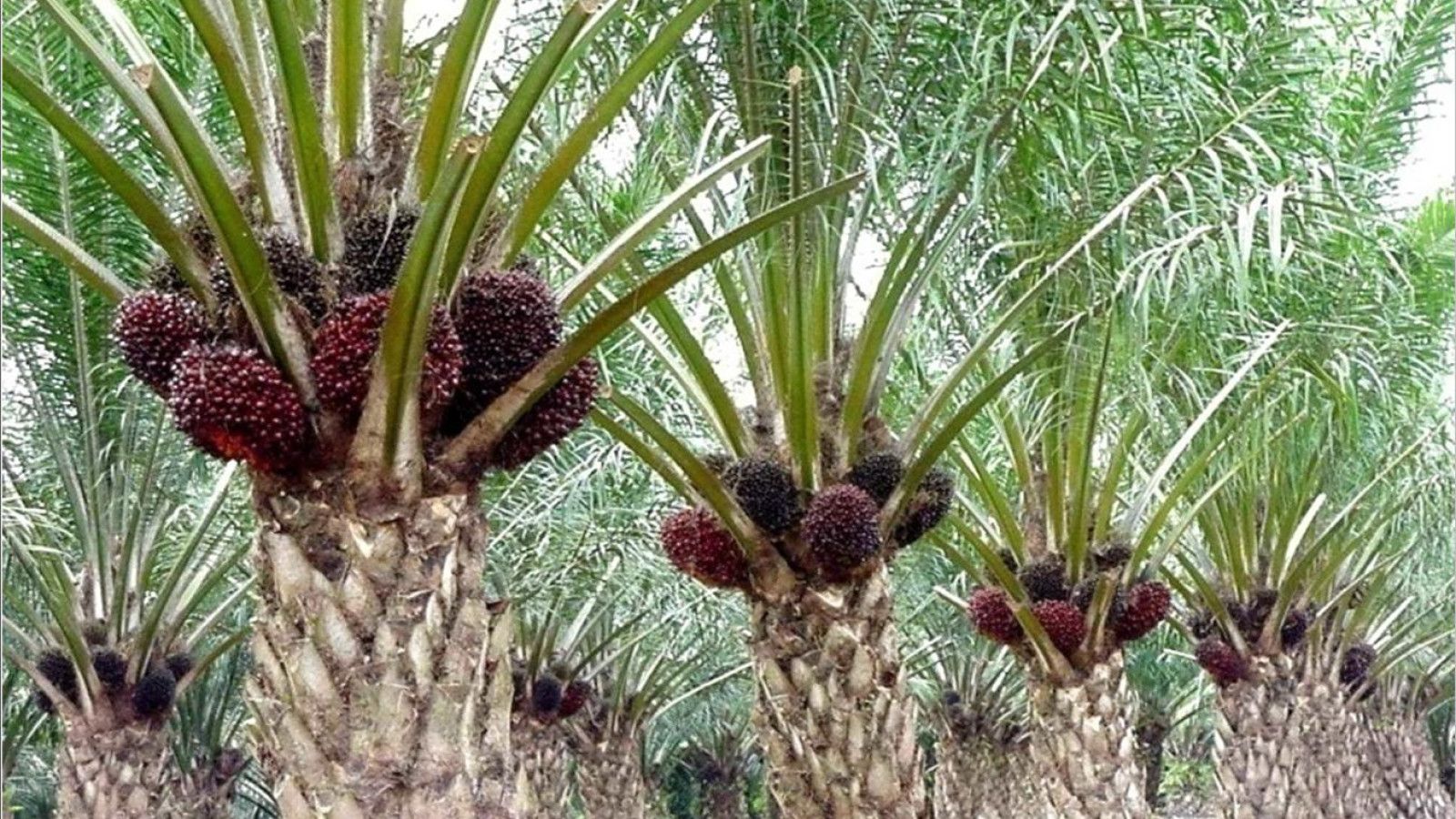 Jawa Barat Resmi Larang Penanaman Kelapa Sawit untuk Selamatkan Lingkungan