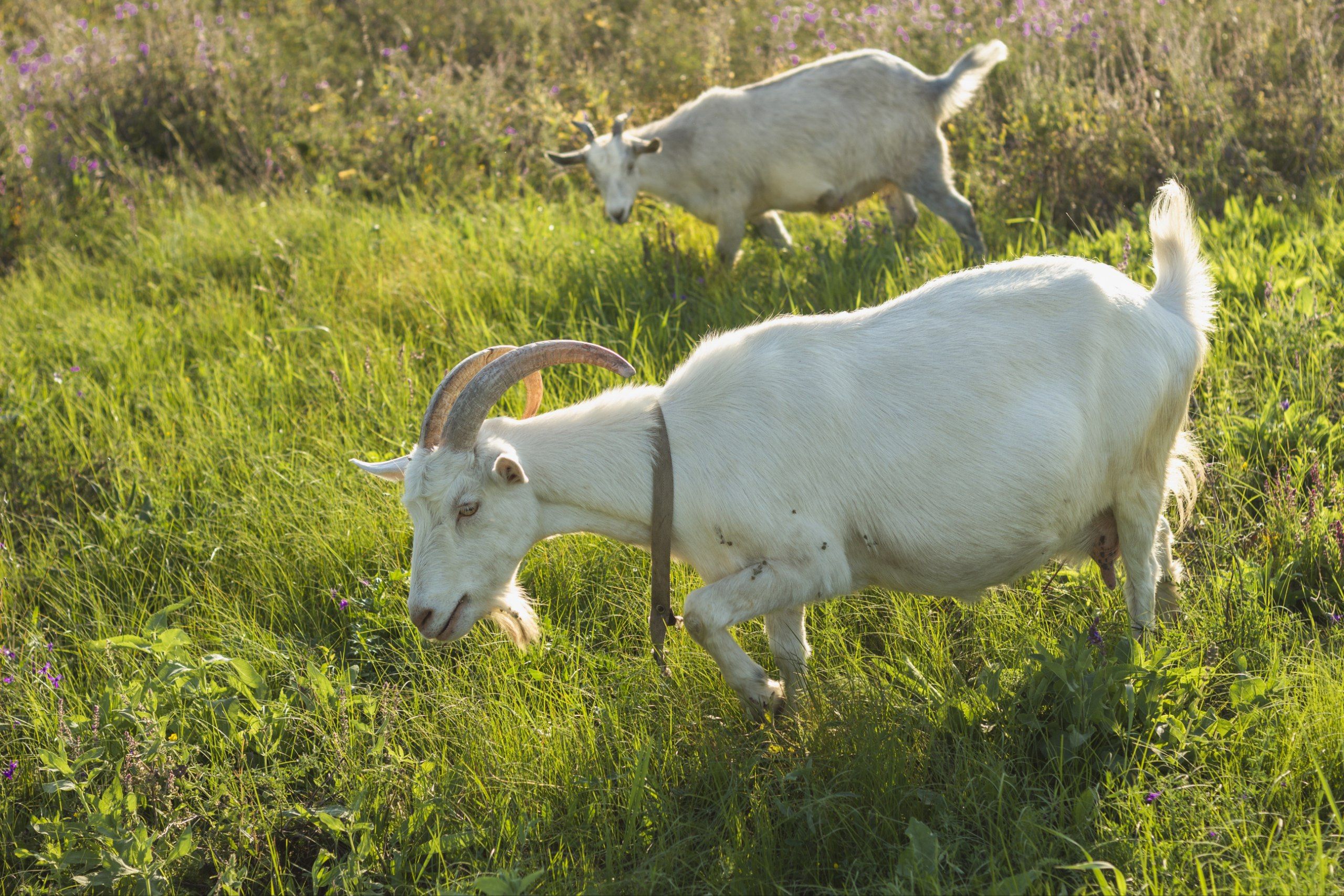 5 Arti Mimpi Kambing Putih Menurut Islam, Benarkah Pertanda Rezeki?