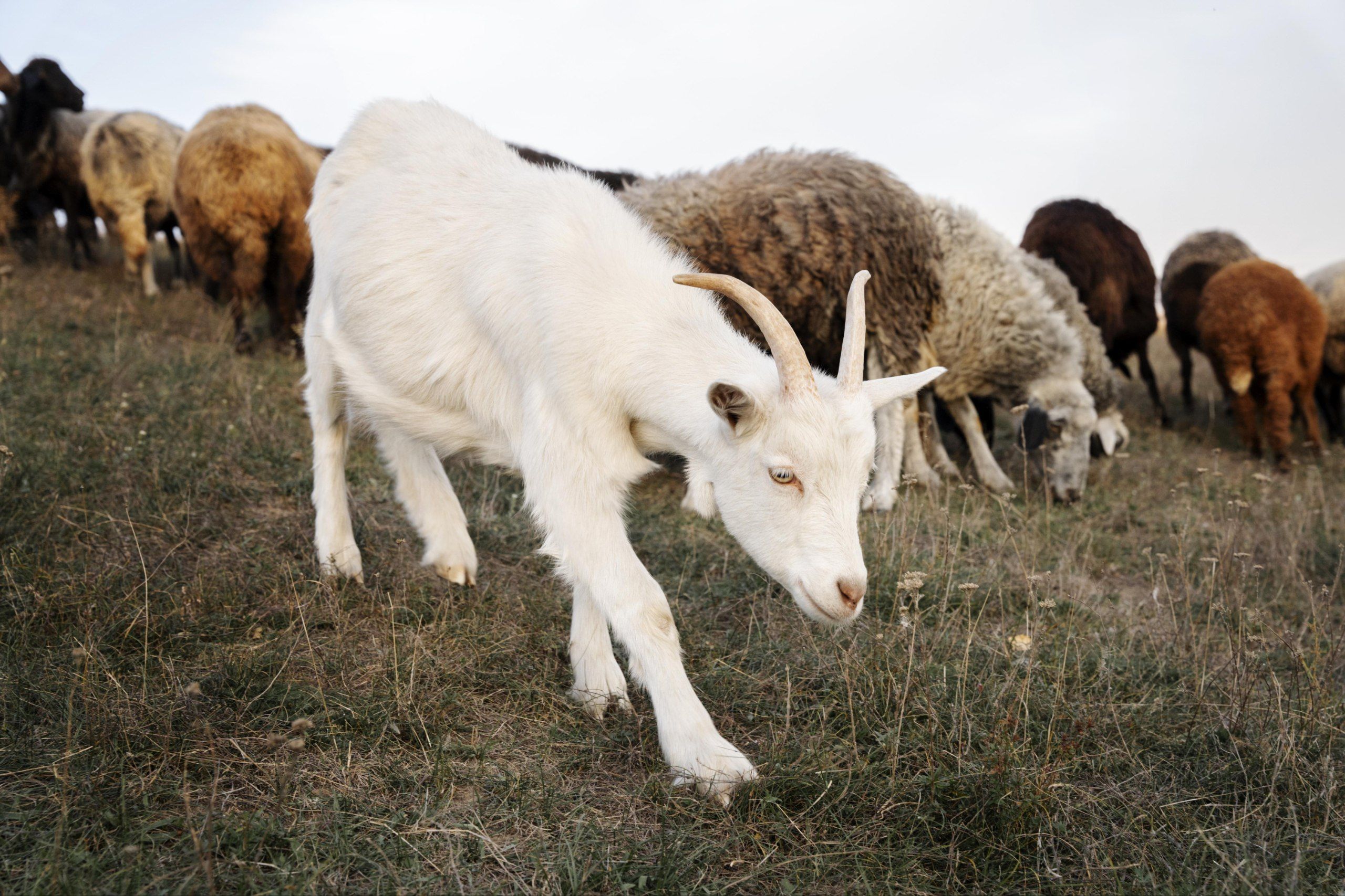 5 Arti Mimpi Kambing Putih Menurut Islam, Benarkah Pertanda Rezeki?