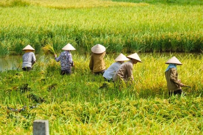 Petani Gorontalo Sejahtera, NTP Tertinggi di Indonesia Timur