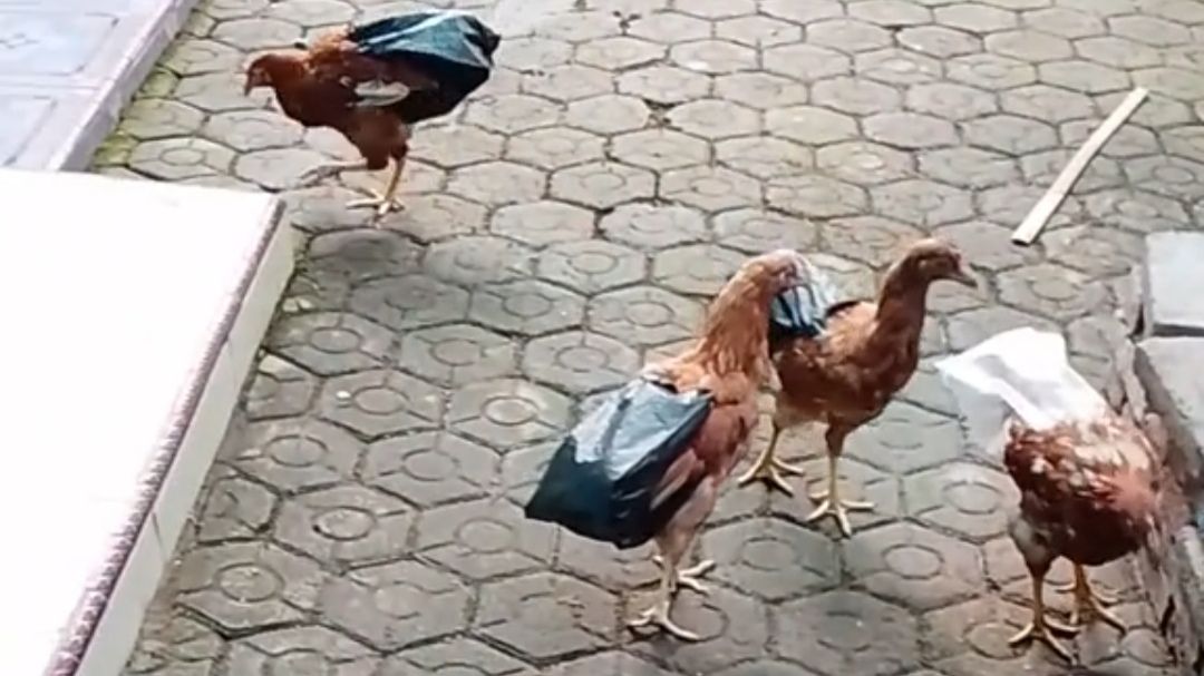 Inovasi Kreatif Seorang Ibu yang Tak Ingin Ayam Peliharaannya Mengotori Lingkungan Sekitar