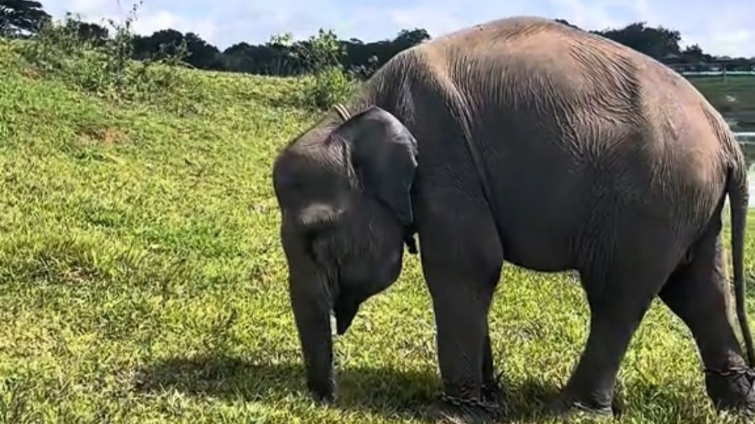 Kisah Erin, Gajah Sumatra yang Bertahan Hidup Meski Setengah Belalainya Putus Akibat Jerat Pemburu