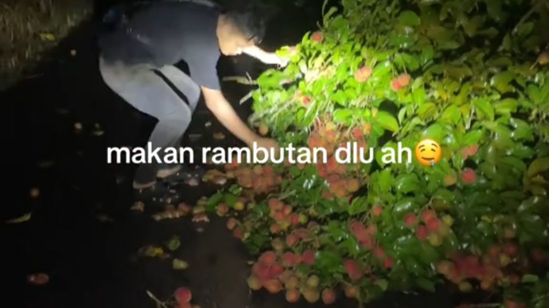 Tengah Malam Diadang Pohon Tumbang, Pria Ini Malah Asyik Petik Buah Rambutannya