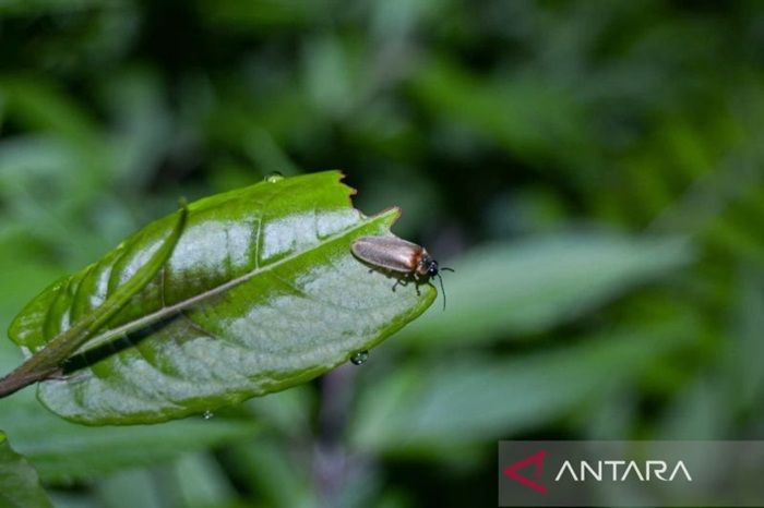 Pengelola Kebun Raya Bali Kembangkan Eksplorasi Kunang-kunang