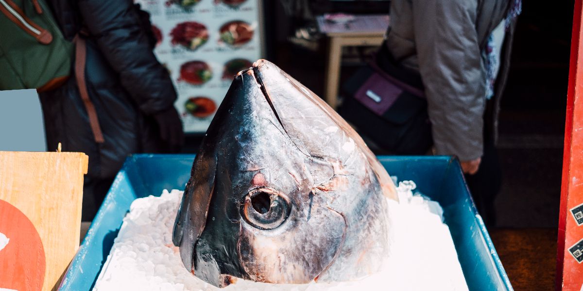Cuaca Buruk, Harga Ikan Cakalang Tangkapan di Laut Naik
