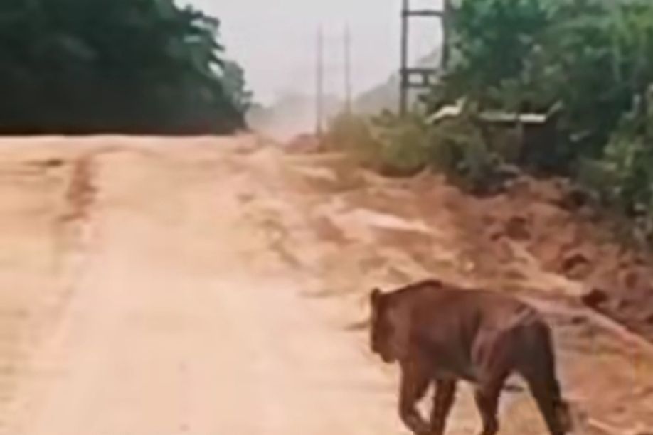 Penampakan Harimau Sumatera Gegerkan Pengendara di Jalur WIP Zamrud Siak