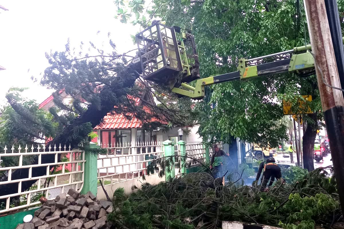 Dua Pohon Cemara Tumbang di Puskesmas Cakung Berhasil Dievakuasi Tanpa Ganggu Layanan