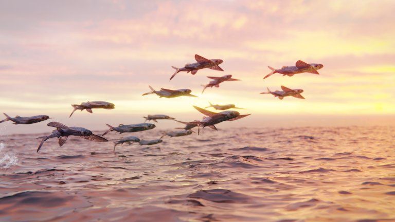 Mengenal Ikan Terbang, Ikan Unik yang Bisa Melayang di Udara