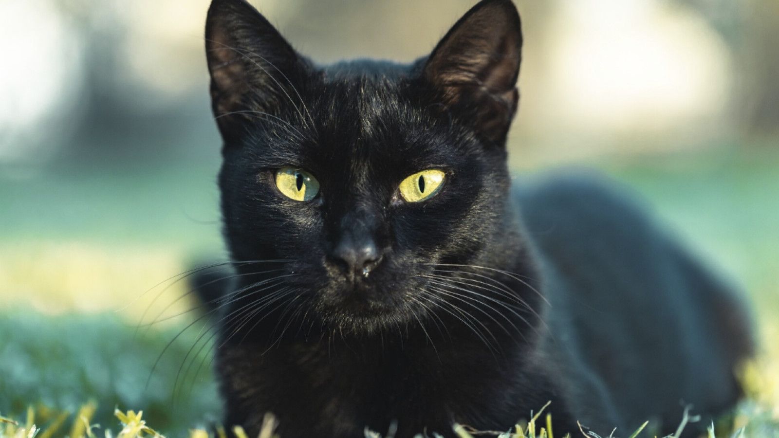 Kucing Hitam: Menelusuri Mitos dan Fakta di Balik Warna Bulunya