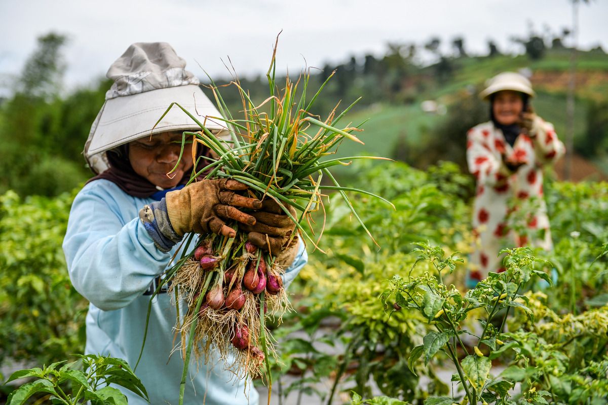 Petani memanen bawang merah di Cimenyan, Kabupaten Bandung, Jawa Barat, Senin (19 1 2026). - Foto oleh ANTARA FOTO Raisan Al Farisi