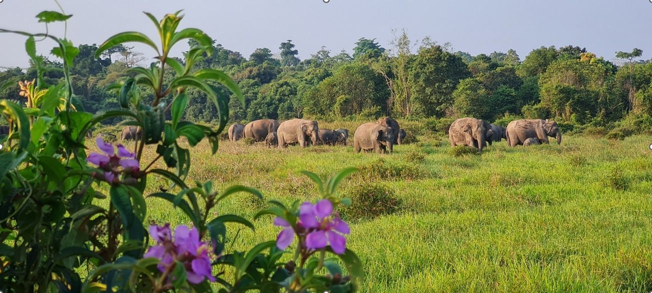 Konflik Gajah-Manusia di Lampung, Ini Solusi Taman Nasional Way Kambas