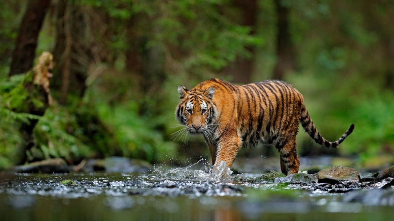 Kemunculan Harimau Sumatera di Riau: Apa yang Terjadi?
