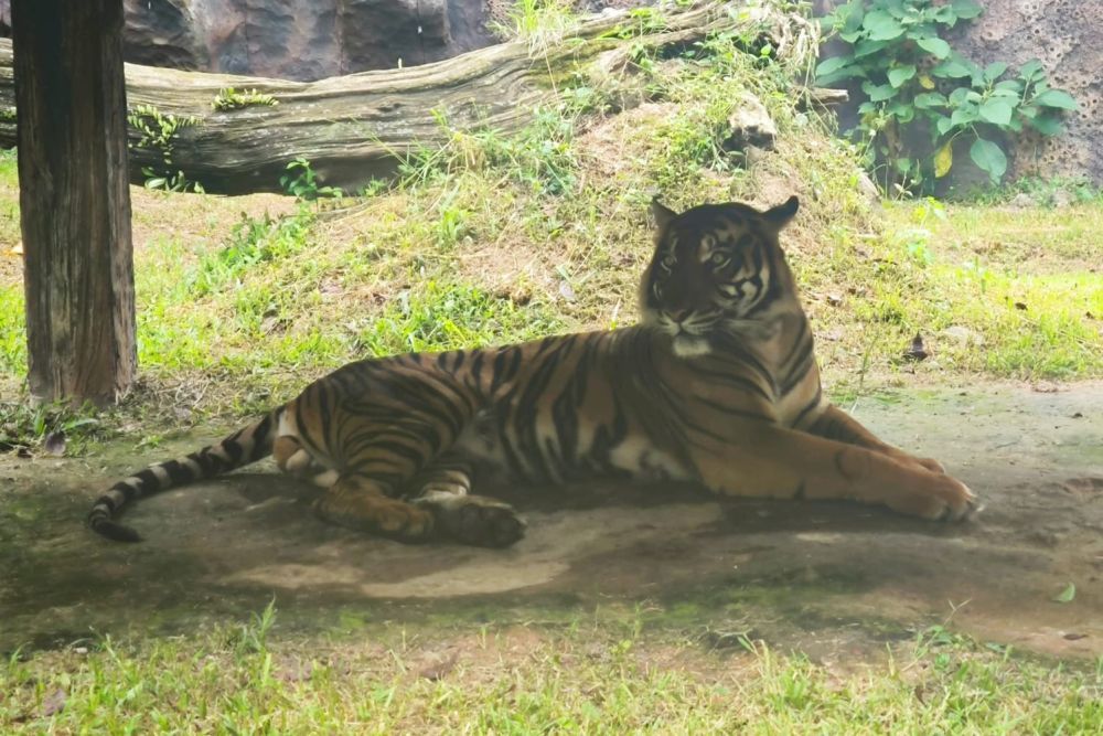 Viral Video Diduga Anak Harimau di Pelalawan, BBKSDA Riau Turunkan Tim Mitigasi