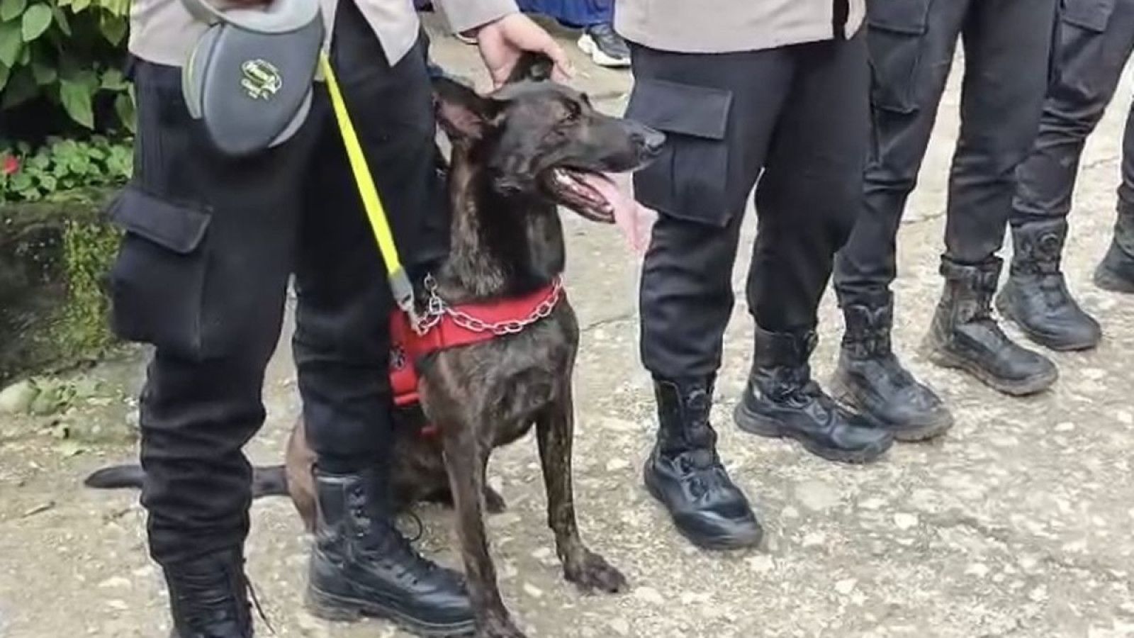 Operasi Pencarian Korban Pesawat ATR 42-500 di Sulawesi Selatan dengan Bantuan Anjing Pelacak