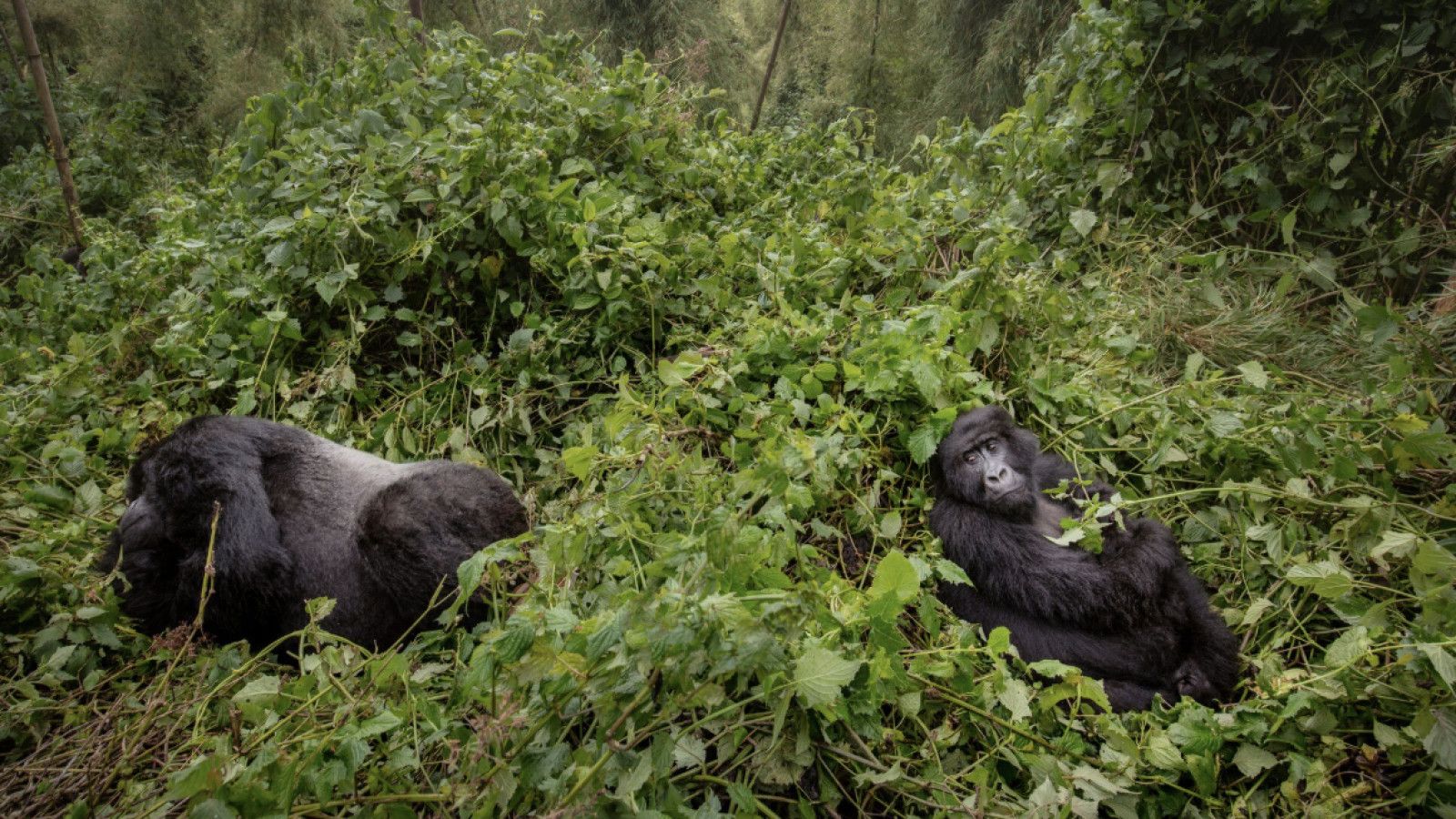 Menelusuri Keberadaan Hewan Langka di Hutan Indonesia