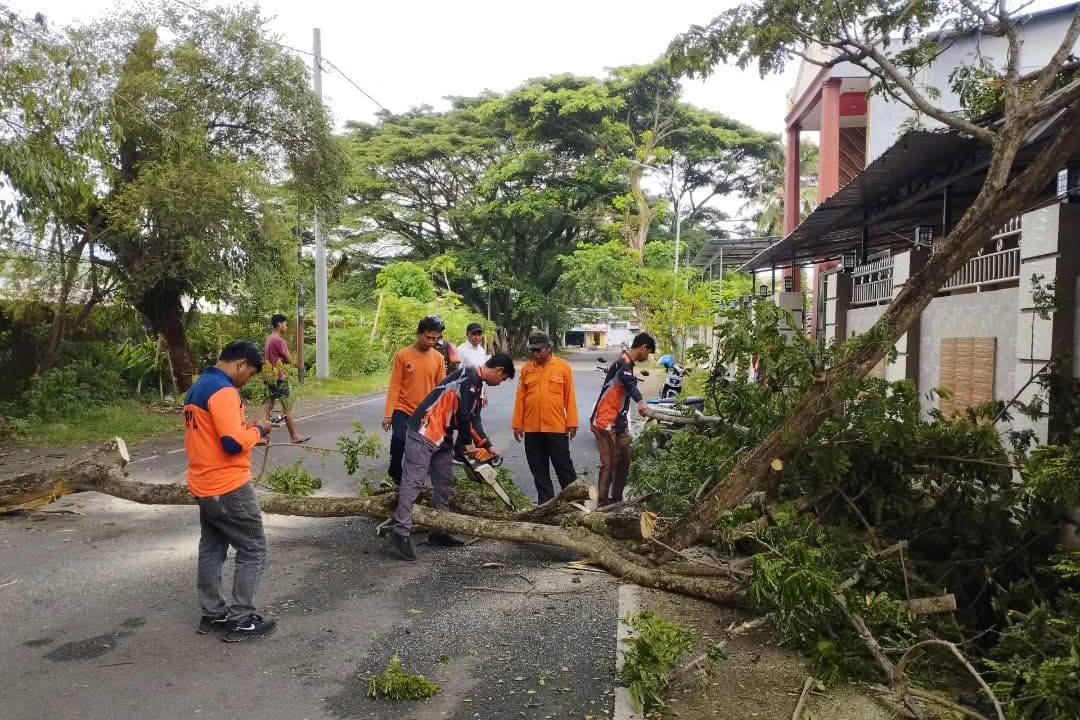 Ayah dan Anak di Sinjai Tertimpa Pohon Tumbang Saat Berangkat Sekolah Naik Motor