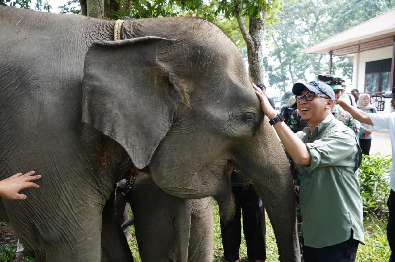 Pemerintah Siapkan Langkah Permanen Akhiri Konflik Gajah-Manusia di Way Kambas