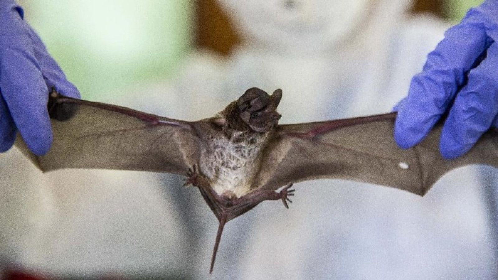 Ancaman Virus Nipah: Thailand Menghadapi Bahaya, Indonesia Perlu Siaga