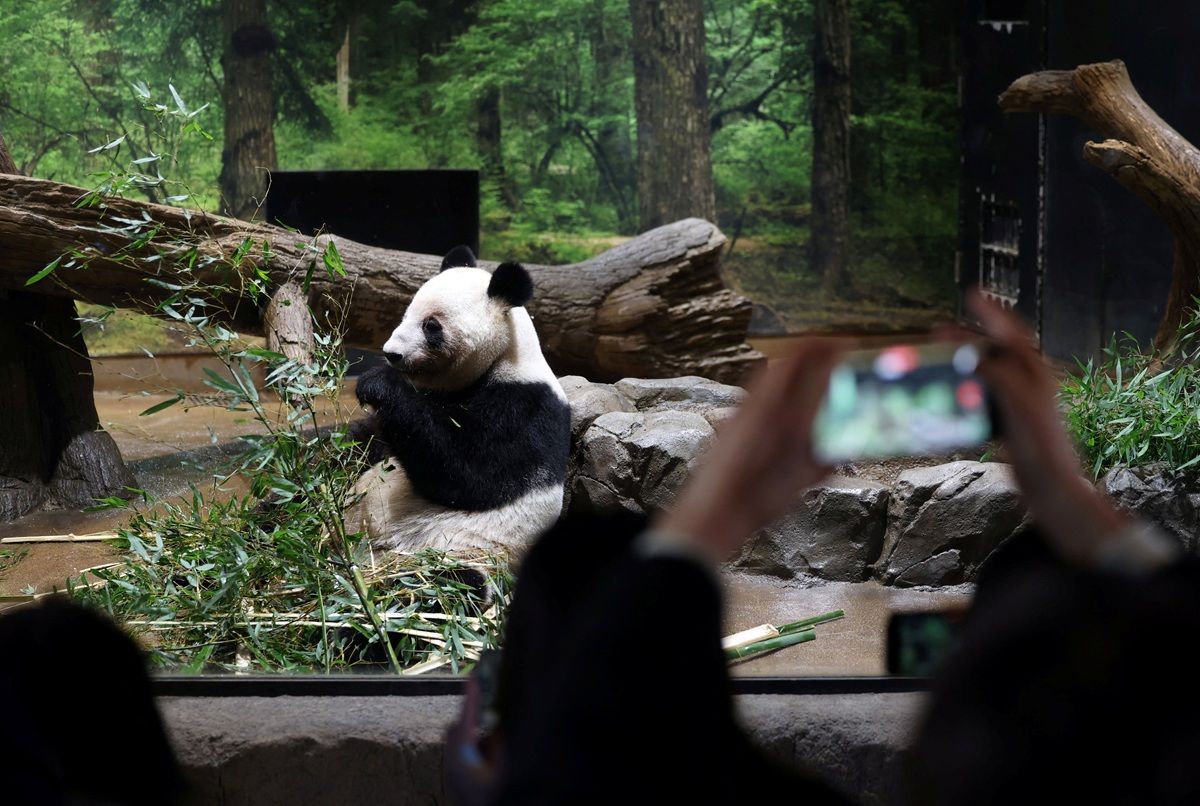 Dua Panda Terakhir Jepang Kembali ke Negeri Asal, Ueno Zoo Diserbu Pengunjung