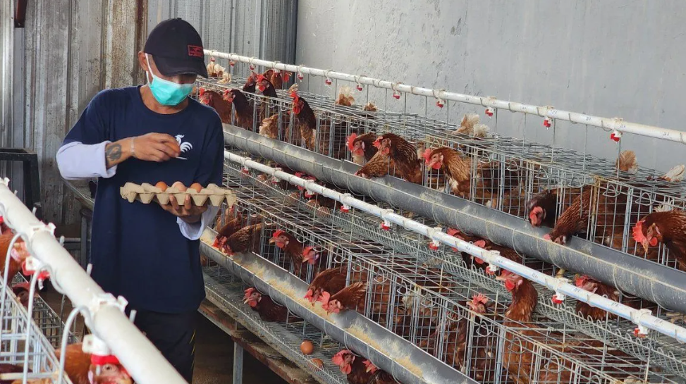 Kemandirian Pangan: Lapas Semarang Hasilkan Sayur & Telur dari Lahan Kosong